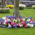 Baltus Mengsel Mix Hyacinthen Rotterdam bloembollen mengsel voor 1 m2 bloembollen per 70 stuks
